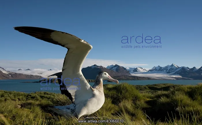 : Antarctica, South Georgia Island (UK), Wandering : Antarctica, South Georgia Island (UK), Wandering