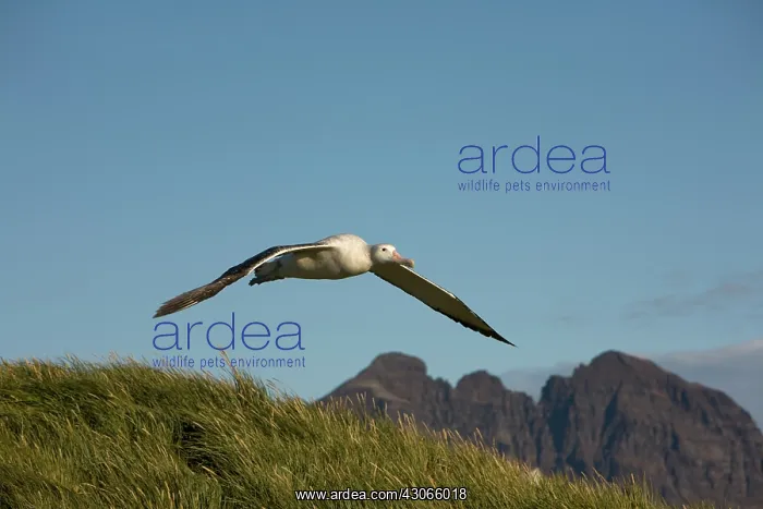 : Antarctica, South Georgia Island (UK), Wandering : Antarctica, South Georgia Island (UK), Wandering