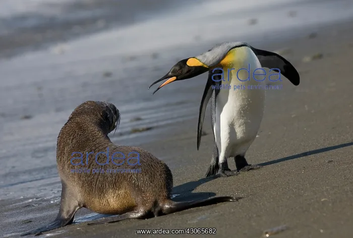 : Antarctica, South Georgia Island (UK)King : Antarctica, South Georgia Island (UK)King