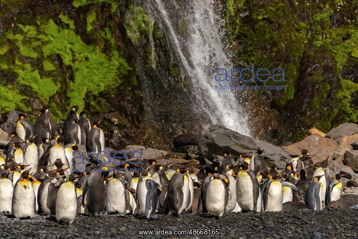 : Antarctica, South Georgia. Mountain waterfall and penguins : Antarctica, South Georgia. Mountain waterfall and penguins