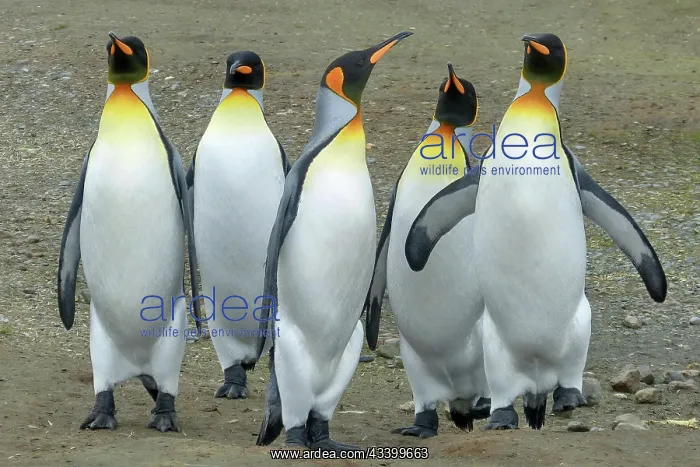 : Antarctica, South Georgia, snow, ice, winter, king : Antarctica, South Georgia, snow, ice, winter, king