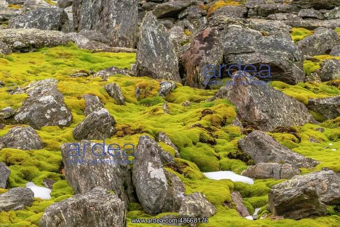 : Antarctica, South Orkney Islands, Signy Island. Boulders and : Antarctica, South Orkney Islands, Signy Island. Boulders and