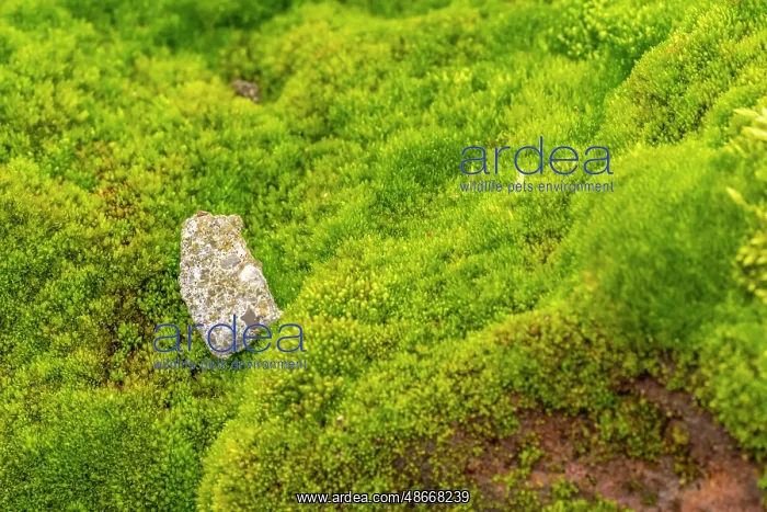 : Antarctica, South Orkney Islands, Signy Island. Mossy : Antarctica, South Orkney Islands, Signy Island. Mossy
