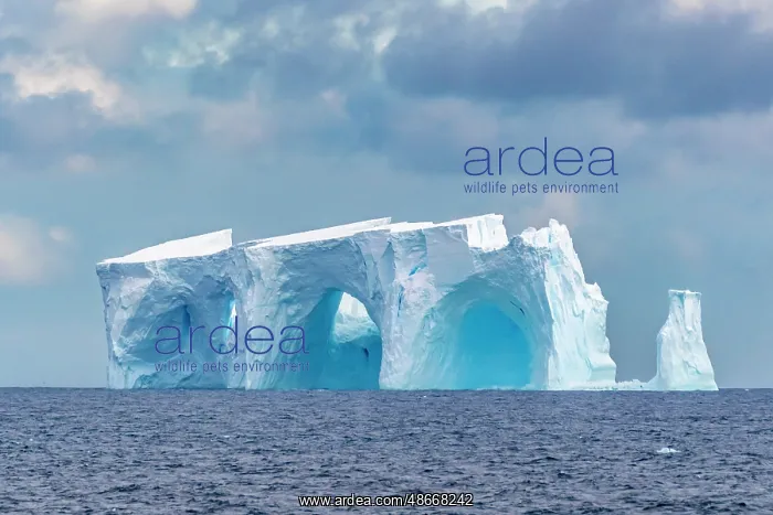 : Antarctica, South Orkney Islands. Iceberg in ocean. ic Cathy : Antarctica, South Orkney Islands. Iceberg in ocean. ic Cathy