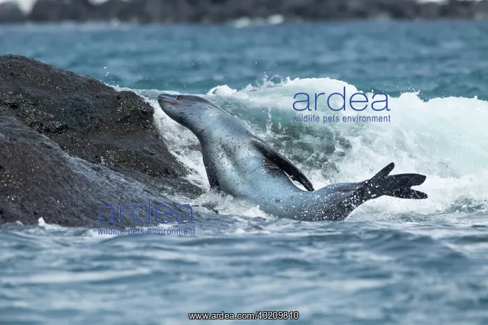 : Antarctica, South Shetland Island, Leopard : Antarctica, South Shetland Island, Leopard