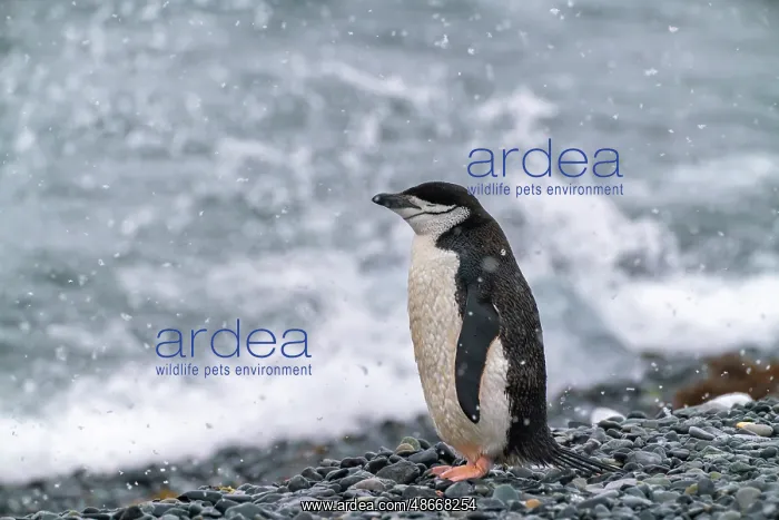 : Antarctica, South Shetland Islands, Half Moon Island : Antarctica, South Shetland Islands, Half Moon Island