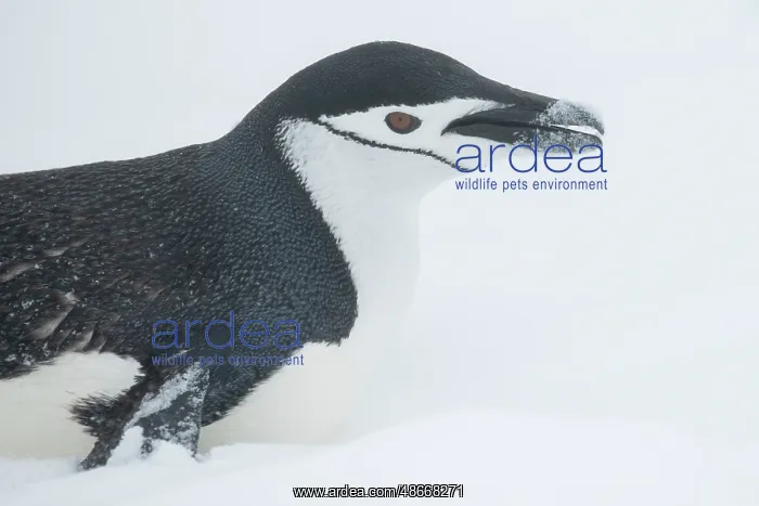 : Antarctica, South Shetland Islands, Half Moon Bay. Chinstrap : Antarctica, South Shetland Islands, Half Moon Bay. Chinstrap