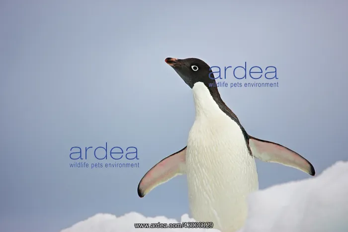 : Antarctica, South Shetland Islands. An adult : Antarctica, South Shetland Islands. An adult