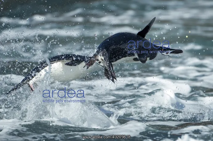 : Antarctica, South Shetland Islands, Chinstrap : Antarctica, South Shetland Islands, Chinstrap