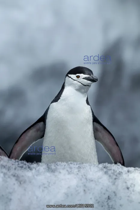  : Antarctica, South Shetland Islands, Chinstrap