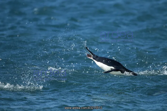 : Antarctica, South Shetland Islands, Chinstrap : Antarctica, South Shetland Islands, Chinstrap