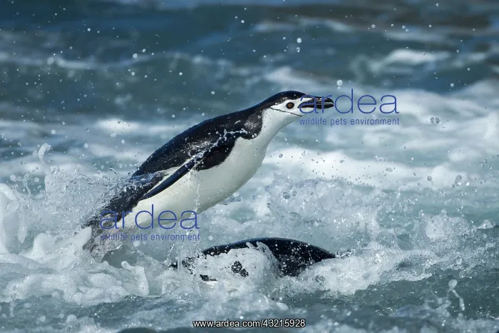 : Antarctica, South Shetland Islands, Chinstrap : Antarctica, South Shetland Islands, Chinstrap