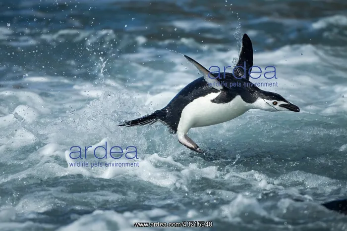: Antarctica, South Shetland Islands, Chinstrap : Antarctica, South Shetland Islands, Chinstrap