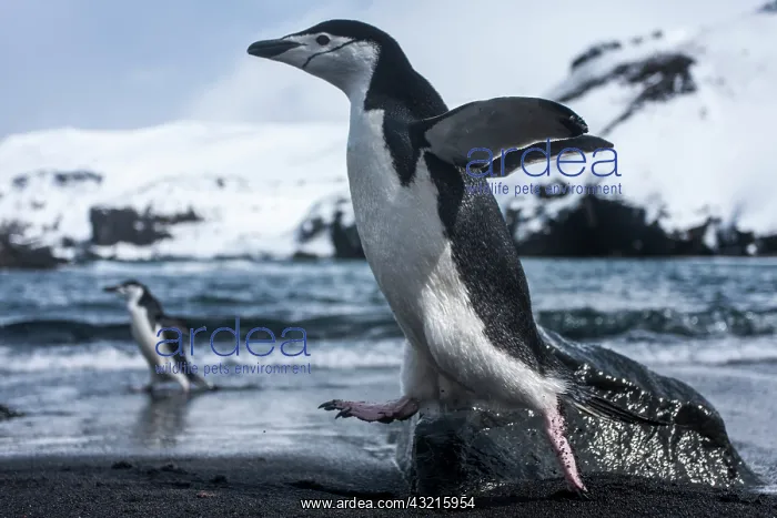 : Antarctica, South Shetland Islands, Chinstrap : Antarctica, South Shetland Islands, Chinstrap
