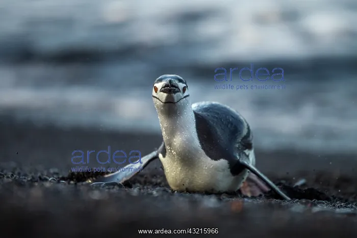 : Antarctica, South Shetland Islands, Chinstrap : Antarctica, South Shetland Islands, Chinstrap