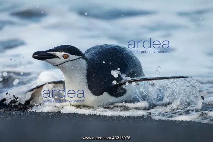 : Antarctica, South Shetland Islands, Chinstrap : Antarctica, South Shetland Islands, Chinstrap
