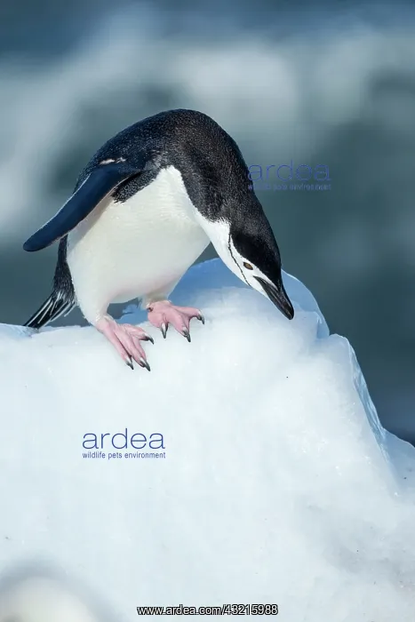 : Antarctica, South Shetland Islands, Chinstrap : Antarctica, South Shetland Islands, Chinstrap