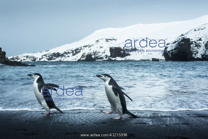 : Antarctica, South Shetland Islands, Chinstrap : Antarctica, South Shetland Islands, Chinstrap