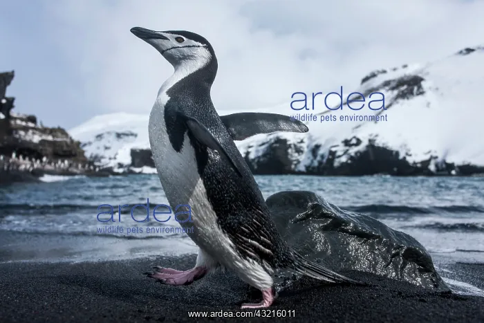 : Antarctica, South Shetland Islands, Chinstrap : Antarctica, South Shetland Islands, Chinstrap