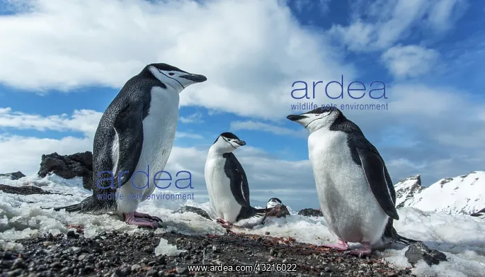 : Antarctica, South Shetland Islands, Chinstrap : Antarctica, South Shetland Islands, Chinstrap