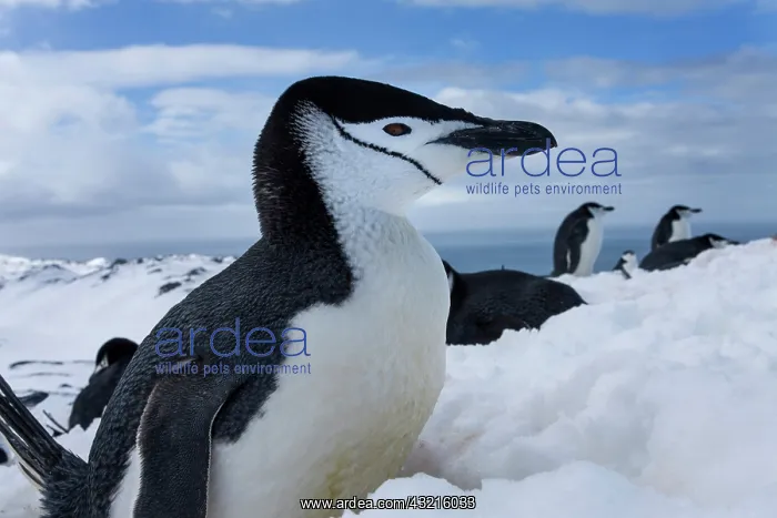 : Antarctica, South Shetland Islands, Chinstrap : Antarctica, South Shetland Islands, Chinstrap