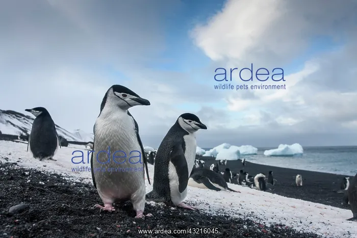 : Antarctica, South Shetland Islands, Chinstrap : Antarctica, South Shetland Islands, Chinstrap
