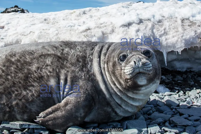 : Antarctica, South Shetland Islands, Elephant : Antarctica, South Shetland Islands, Elephant