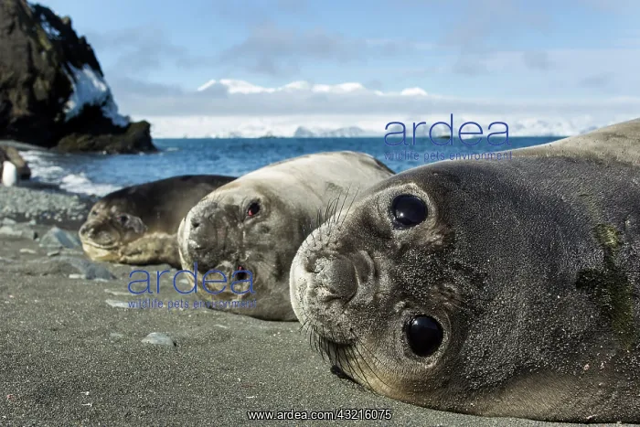 : Antarctica, South Shetland Islands, Elephant : Antarctica, South Shetland Islands, Elephant