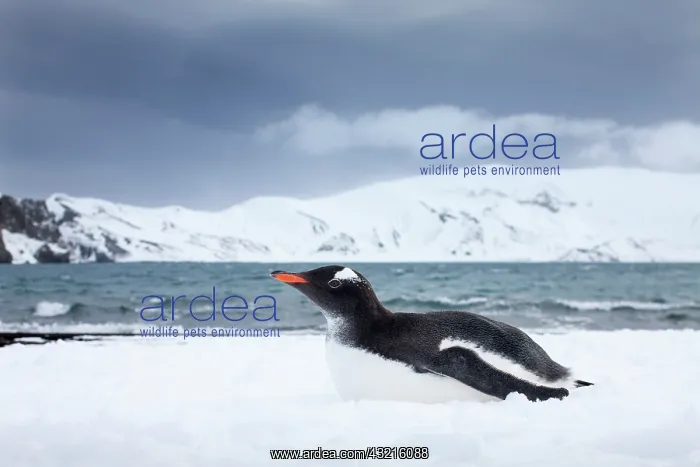 : Antarctica, South Shetland Islands, Gentoo : Antarctica, South Shetland Islands, Gentoo