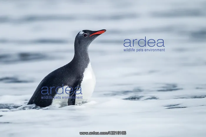 : Antarctica, South Shetland Islands, Gentoo : Antarctica, South Shetland Islands, Gentoo