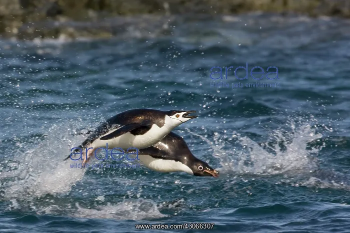 : Antarctica, South Shetland Islands, Gourdon : Antarctica, South Shetland Islands, Gourdon