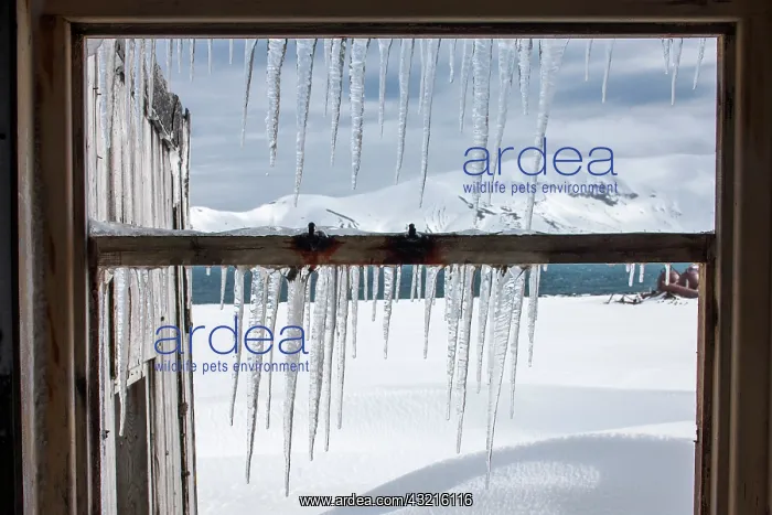 : Antarctica, South Shetland Islands, Icicles : Antarctica, South Shetland Islands, Icicles