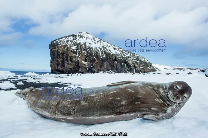 : Antarctica, South Shetland Islands, Weddell : Antarctica, South Shetland Islands, Weddell