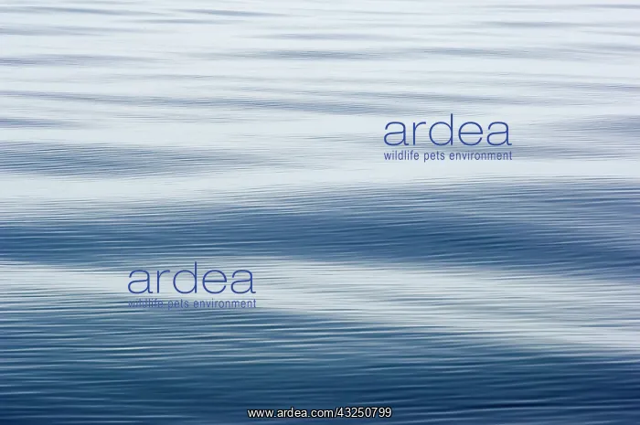 : Antarctica, Southern Ocean. Calm sea : Antarctica, Southern Ocean. Calm sea