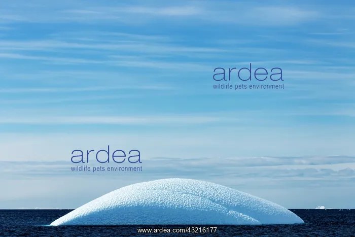 : Antarctica, Sunshine lights rounded iceberg : Antarctica, Sunshine lights rounded iceberg