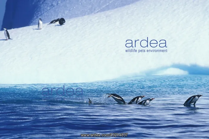 : Antarctica, Trinity Island, Gentoo Penguins : Antarctica, Trinity Island, Gentoo Penguins
