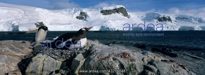 : Antarctica, Trinity Island, Mikkelsen Harbor : Antarctica, Trinity Island, Mikkelsen Harbor