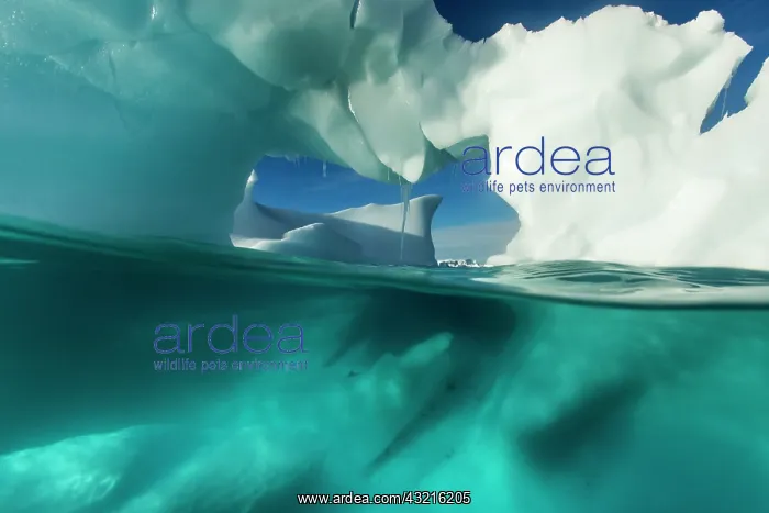: Antarctica, Underwater view of arched Iceberg : Antarctica, Underwater view of arched Iceberg