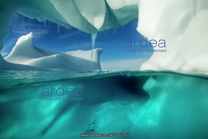 : Antarctica, Underwater view of arched Iceberg : Antarctica, Underwater view of arched Iceberg