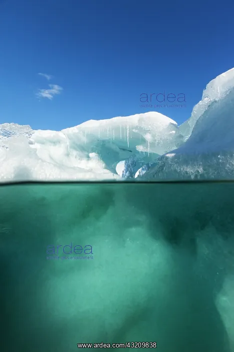 : Antarctica, Underwater view of melting iceberg : Antarctica, Underwater view of melting iceberg