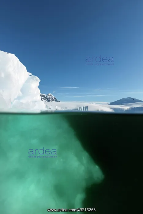 : Antarctica, Underwater view of melting iceberg : Antarctica, Underwater view of melting iceberg