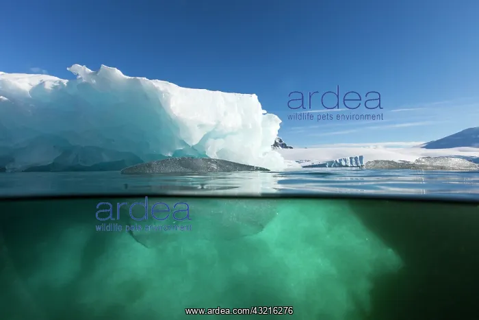 : Antarctica, Underwater view of melting iceberg : Antarctica, Underwater view of melting iceberg