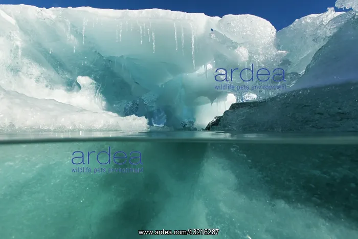 : Antarctica, Underwater view of melting iceberg : Antarctica, Underwater view of melting iceberg