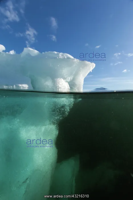 : Antarctica, Underwater view of melting iceberg : Antarctica, Underwater view of melting iceberg