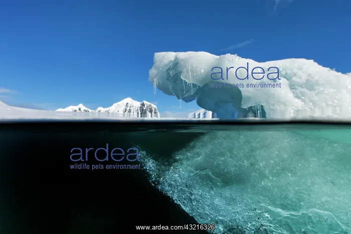 : Antarctica, Underwater view of melting iceberg : Antarctica, Underwater view of melting iceberg