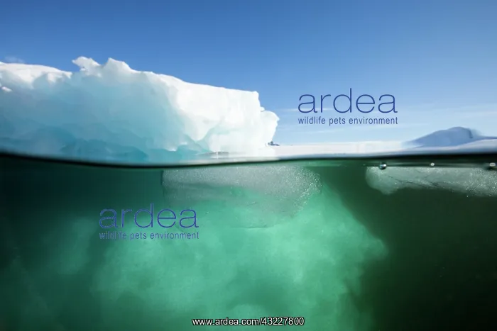 : Antarctica, Underwater view of melting iceberg : Antarctica, Underwater view of melting iceberg