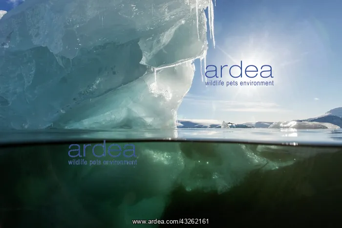 : Antarctica, Underwater view of melting iceberg : Antarctica, Underwater view of melting iceberg