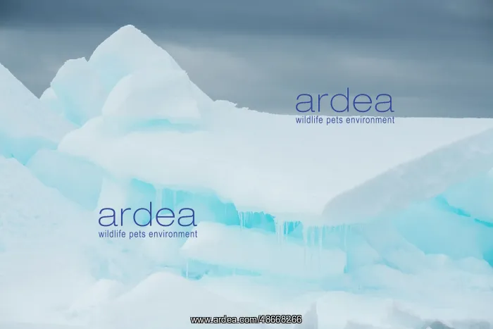 : Antarctica, Weddell Sea, Snow Hill. Detail of iceberg with : Antarctica, Weddell Sea, Snow Hill. Detail of iceberg with