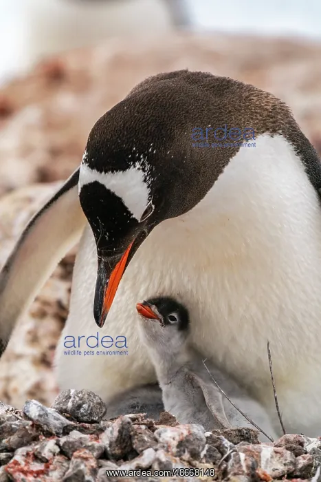 : Antarctica, Wiencke Island, Damoy Point. Gentoo penguin : Antarctica, Wiencke Island, Damoy Point. Gentoo penguin