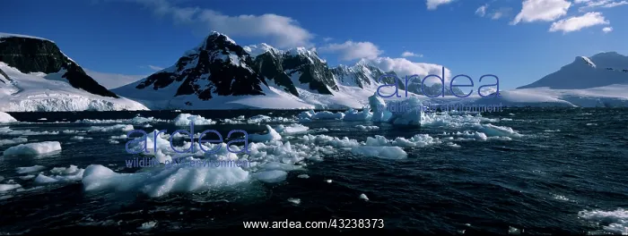 : Antarctica, Wiencke Island, Evening sun : Antarctica, Wiencke Island, Evening sun